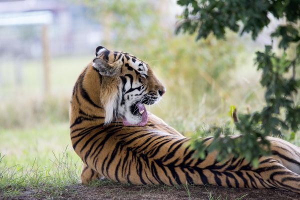 tiger,predator,back,lick