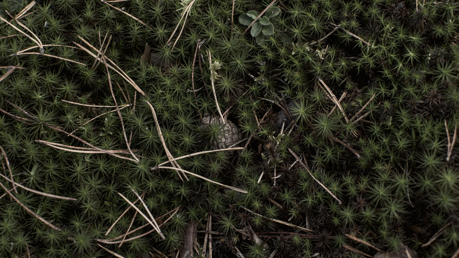 Wald, Fotografie, Minimalismus, Muster