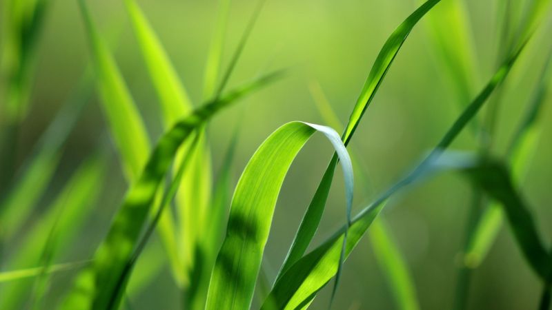 sunlight, nature, grass, field, green, dew sunlight, nature, grass, field, green, dew