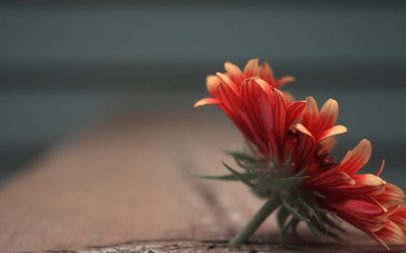 ดอกไม้, ธรรมชาติ, สีแดง, การถ่ายภาพ, แมโคร, สี