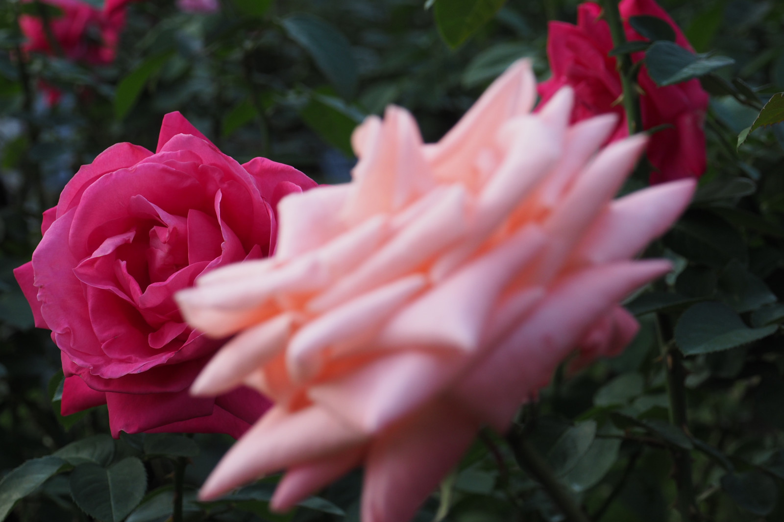 Japan, Rose, lyserød, Tokyo, Olympus, Jp, blomst, plante, flora, kronblad, mzuiko, kyufurukawagarden, OMD, EM5, omdem5, mzuikodigital1250mmf3563, mzuiko1250, em5mark2, omdem5mark2, jord plante, blomstrende plante, Busk, haveroser, rosenfamilien, steg ordre, floribunda, rosa Centifolia