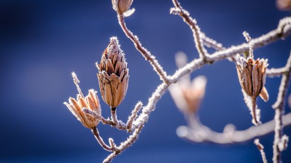 nature,branch,frost