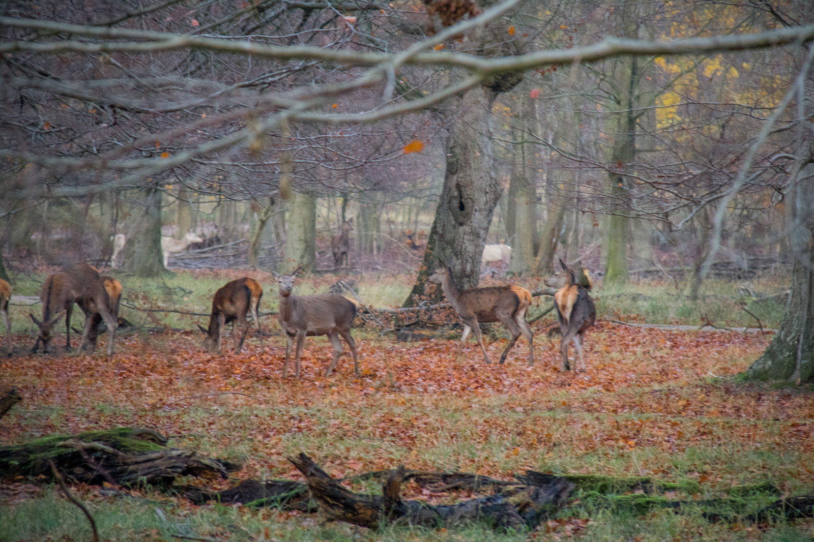 les, Jelen, park, Volně žijících živočichů, divočina, Dánsko, podzim, les, Danmark, Skog, exif modelu canoneos760d, geocountry, Kamera aby kánon, geocity, Model fotoaparátu canoneos760d, geostate, geolocation, EXIF čočka efs18200mmf3556is, EXIF otvor 56, exif focallength 200mm, exif aby kánon, exif isospeed 2000, Dyrehaven, j gersborg, j gersborgdyrehave, fauna, zálesí, místo výskytu, přírodní prostředí, ekosystém, savana