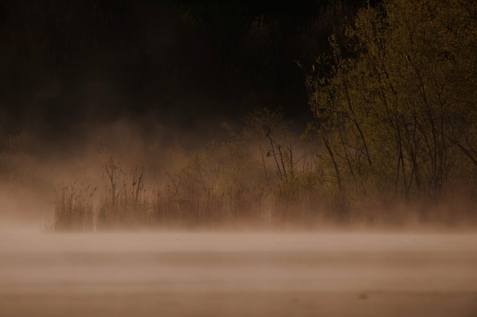 luce del sole, notte, acqua, natura, riflessione, fotografia, mattina, nebbia, atmosfera, panorama, spirituale, leggero, NIKKOR, nebbia, tempo metereologico, alba, flickraward5, greatphotographers, Lago, elitegalleryaoi, oscurità, flickraward, NGC, abigfave, theperfectphotographer, nikonflickraward, natura, Acqua, contrasto, Nebbia, Foschia, 1001nights, esenciadelanaturaleza, elitephotography, flickrawardgallery, ringexcellence, dblringexcellence, bel colpo, bestcapturesaoi, flickrtravelaward, bellezza, controluce, diamondclassphotographer, flickrdiamond, National Geographic, D700, blueribbonwinner, goldstaraward, spiritofphotography, absolutelyperrrfect, alba, rubyphotographer, Passeggiata, ombre, colorphotoaward, flickrsbest, 4tografie, bestofblinkwinners, Bosco, Paesaggio, Nuvole, lombardia, breathtakinggoldaward, Naturewatcher, Albero, luci, fenomeno atmosferico, thebestyellow, NGI, abigfave4tografie, naturalmanuments, mistero, Prospettiva, photophotos, artecontemporanea, canneto, Alserio, spiritualita