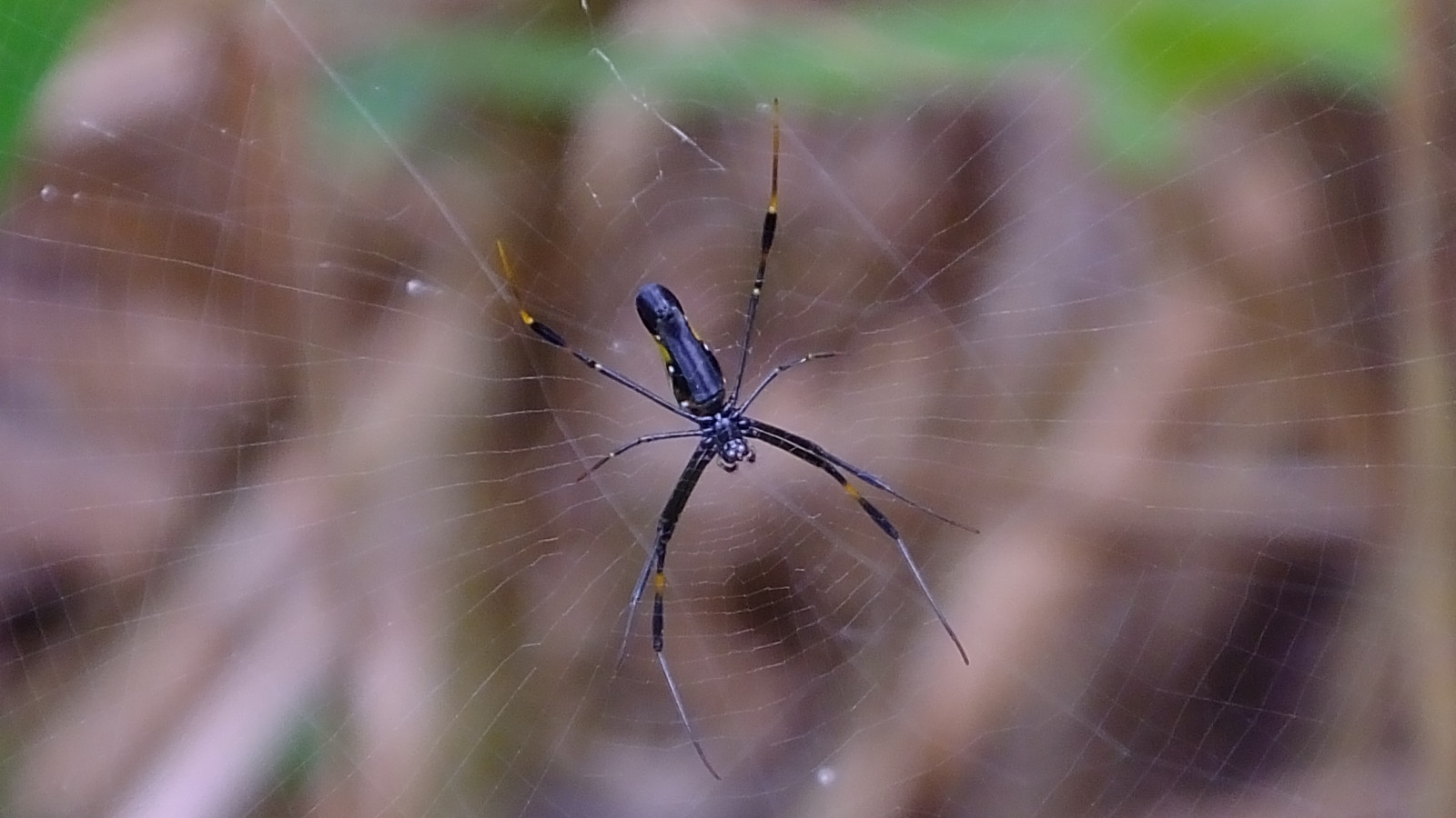 pavouk, bezobratlý, Volně žijících živočichů, fauna, pavoukovec, zblízka, makro fotografie, oko, pavoučí síť, členovců, hmyz, organismus, orb weaver pavouk, Křižák, motýlice, araneus, stock photography