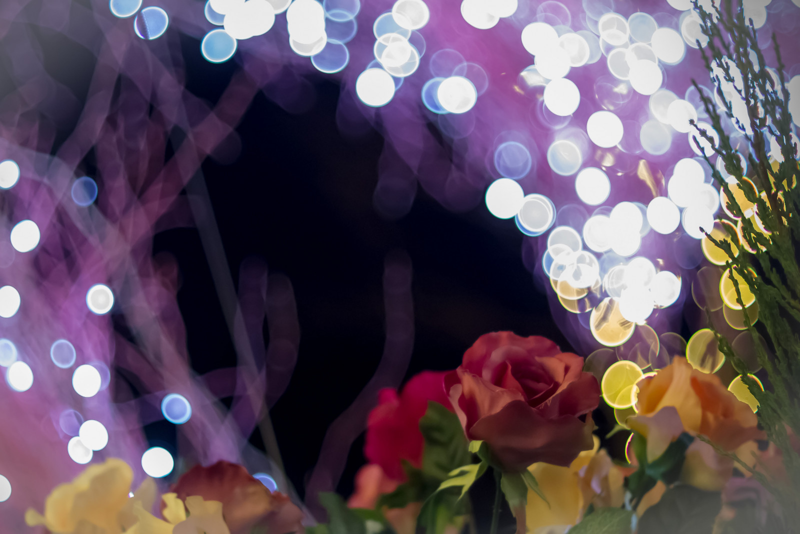 Japonsko, růže, bokeh, Tokio, umělý, Panasonic, F14, světlo, barva, NIKKOR, 50mm, květ, rostlina, osvětlení, okvětní lístek, Meguro, makro fotografie, chicaco11, Městská krajina, Dmcg2, Jiyugaoka