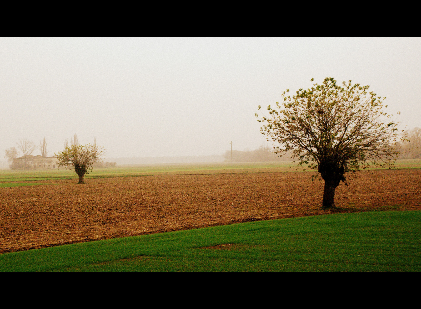 mlha, verde, alberi, Nebbia, autunno, campi, unagiornatauggiosa, gelsi, nikond80, explore448