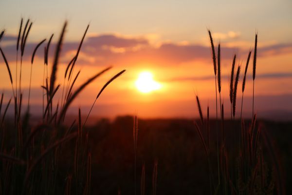 sunset,nature,wheat,sunset glow