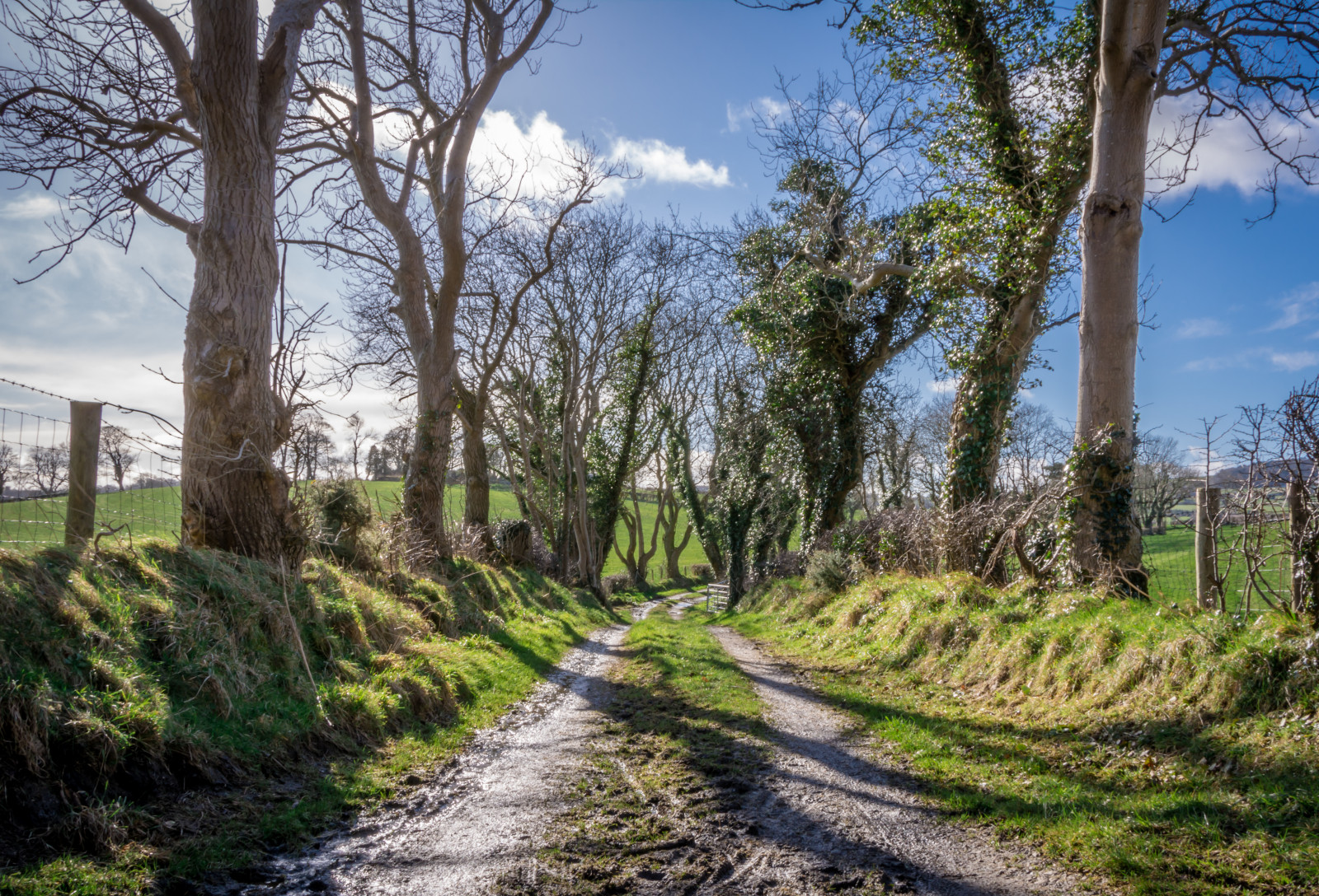 slunečnímu záření, stromy, krajina, les, záliv, Příroda, tráva, nebe, zima, pole, silnice, mraky, větev, uklidnit, bláto, modrý, vesnice, ráno, Nikon, Irsko, stopy, cesta, jaro, Klid, klidný, vzduch, čerstvý, živé ploty, mrak, strom, zakalený, cestovat, Procházka, list, křupavý, flickr, rostlina, krása, přírodní, pole, stezka, půvabný, D7100, zálesí, irština, háj, vedoucí, nedotčený, venkov, dřevina, tráva rodina, Ulster, Bangor, followback, Heleny, Clandeboye
