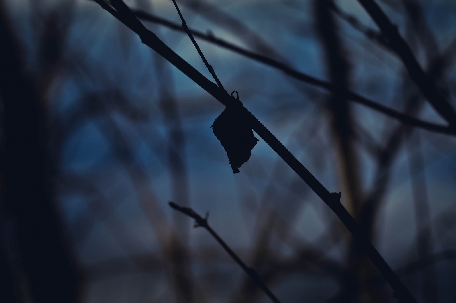 neu, blau, See, Natur, dunkel, draußen, draußen, 50mm, Blatt, Nikon, Ast, Geäst, Paige, Jersey, Stock, Zweige, Sil, Jessa, D3200, Jessari
