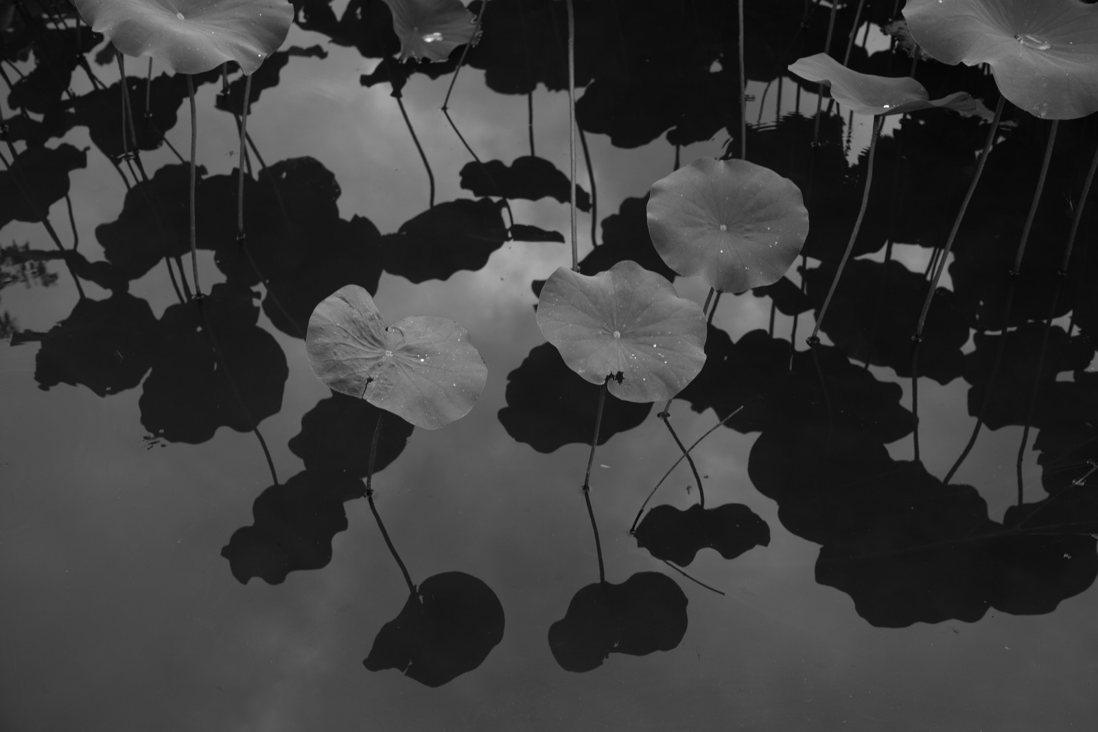 bílý, Černá, černobílý, fotografování, Quattro, Tokio, list, květ, tvar, tma, Machida, yakushiike, sigma, dp, DP2, dp2quattro, dp2q, Černý a bílý, monochromatické fotografování