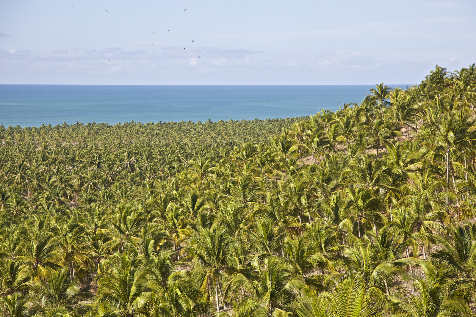 krajina, ptactvo, moře, Příroda, tráva, nebe, pole, fotografování, mraky, pobřeží, fotograf, Brazílie, Brasil, Palmeiras, strom, den, rostlina, dlaň, oceán, letecký, panoramatický, mar, přímořská krajina, dia, modrá obloha, barvy, kokos, vegetace, palmtree, zemědělství, plantáž, fotografia, Fotografo, natureza, projectweather, jádra, oceano, Nordeste, horizontální, Jižní Amerika, Latinská Amerika, canoneos5dmarkii, panoramica, Paisagem, colorido, oříznutí, nuvens, Horizonte, Litoral, tráva rodina, arecales, křoviny, panoramicview, Coqueiros, CEU, Alagoas, aerea, aerialview, americadosul, Passaros, oceanoatlantico, canonef24105mmf4lis, rep blicafederativadobrasil, linhadohorizonte, Americalatina, Franciscoaragao, Pontoturistico, Vistaaerea, Vistapanoramica, Atra otur stica, Projetotempo, Regi onordeste, Roteiro, Coqueiral, Praiadogunga, Coqueiraldapraiadogunga, plant community