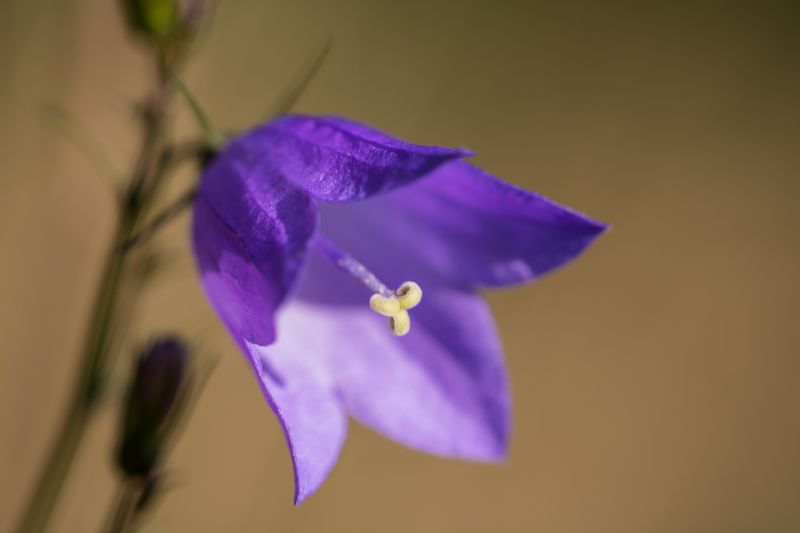 violetti,makro,sininen,kukka,kasvi,violetti