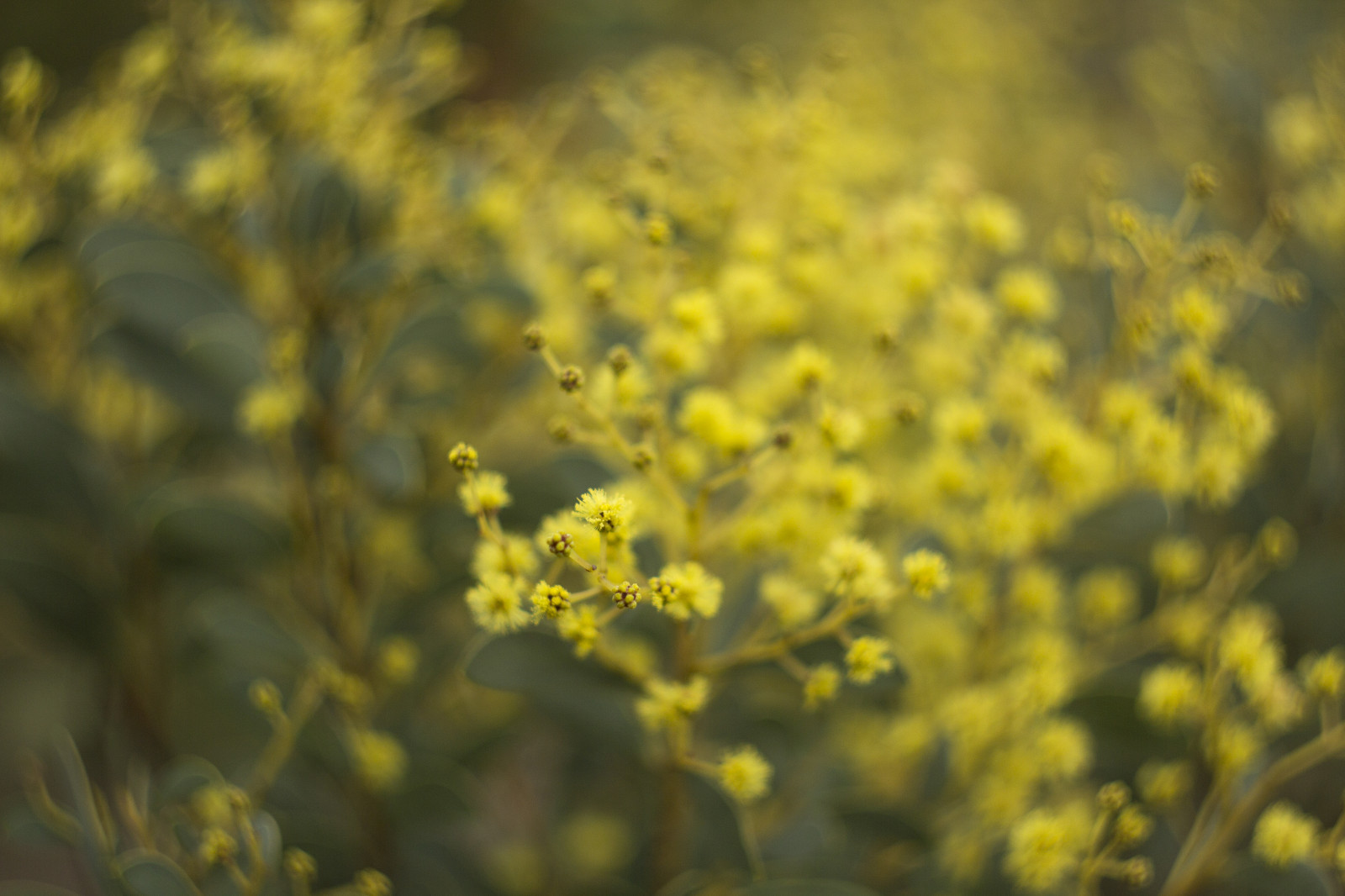 slunečnímu záření, zahrada, Příroda, park, zima, žlutý, mimóza, Kánon, pyl, bokeh, ruština, jaro, Austrálie, rodák, Victoria, australský, Melbourne, řepkového, 2014, květ, rostlina, flóra, dof, srpen, Botanická zahrada, řepka, eos, 58mm, M42, 60d, manuál, divoká rostlina, počítač tapeta, botanika, zblízka, makro fotografie, brassica, hořčice, Helios, hořčice závod, brassica rapa, hořčice a zelí rodina, botanické, polokeř, helios442, sprinter, Cranbourne, Australiangarden, Royalbotanicgardenscranbourne, Cranbournebotanicgardens, Australiannativeplant