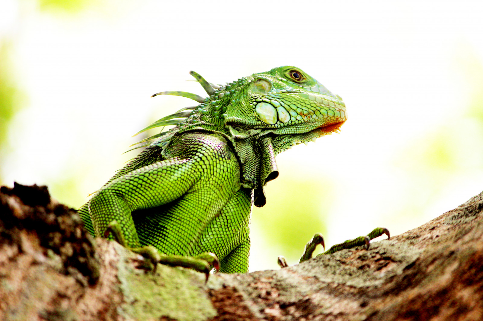 zvěř, Příroda, ještěři, zelená, Volně žijících živočichů, Iguana, plazi, ještěrka, plaz, fauna, obratlovců, zblízka, makro fotografie, zmenšen plazů, Agamidae, chameleón, Lacertidae, dactyloidae, lacerta, ještěrka zelená, africký chameleon, Igvaja