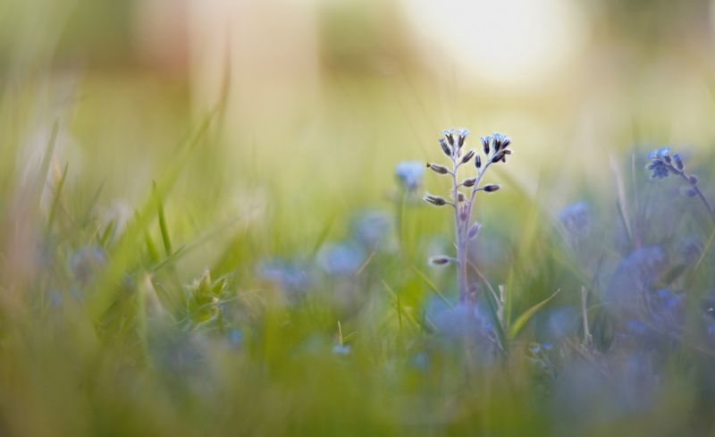 światło słoneczne, woda, Natura, trawa, pole, fotografia światło słoneczne, woda, Natura, trawa, pole, fotografia