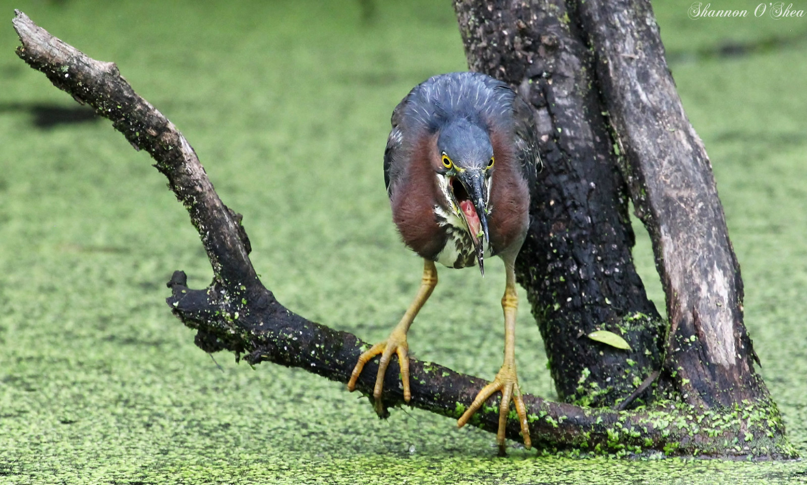 ธรรมชาติ, หญ้า, สีเขียว, สัตว์ป่า, คลอง, ปาก, ตกปลา, เพนซิลเวเนีย, ต้นไม้, harrisburg, นก, greenheron, นกกระสา, สัตว์ป่า, นกน้ำ, birdyfeet, shannonroseoshea, canoneosrebelt2i, wildwoodlake, สิ่งมีชีวิต, แหนเป็ด, Wildwood