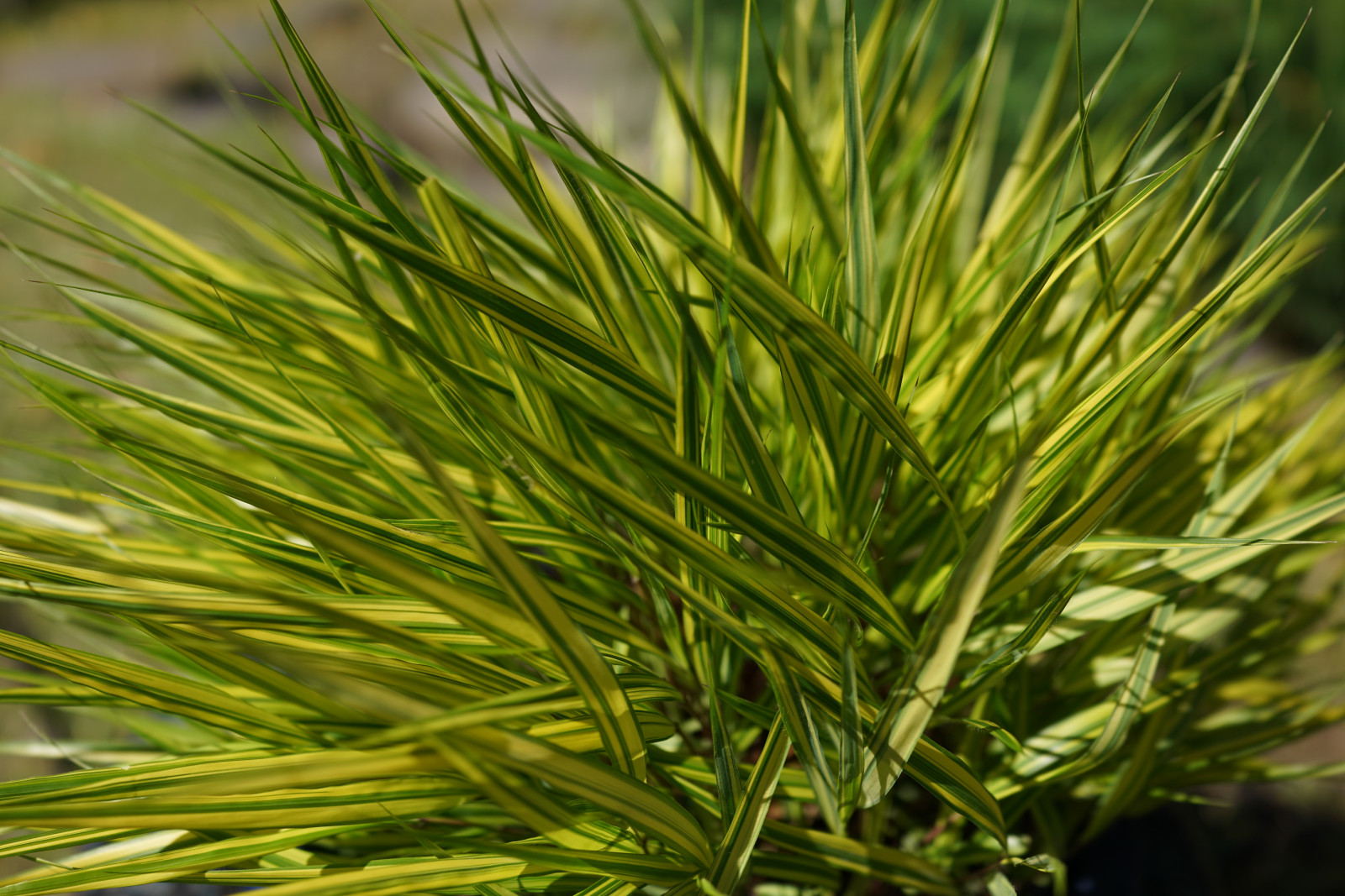 Japonsko, tráva, větev, smrk, Sony, jedle, Tokio, RX1R, bylina, jehličnatý strom, jp, Evergreen, strom, list, květ, rostlina, Zeiss, Hamarikyu, rx, rx1, rx1rm2, rx1rmark2, botanika, suchozemská rostlina, kvetoucí rostlina, dřevina, tráva rodina, závod stonek, arecales, borovice rodina, rozmarýna