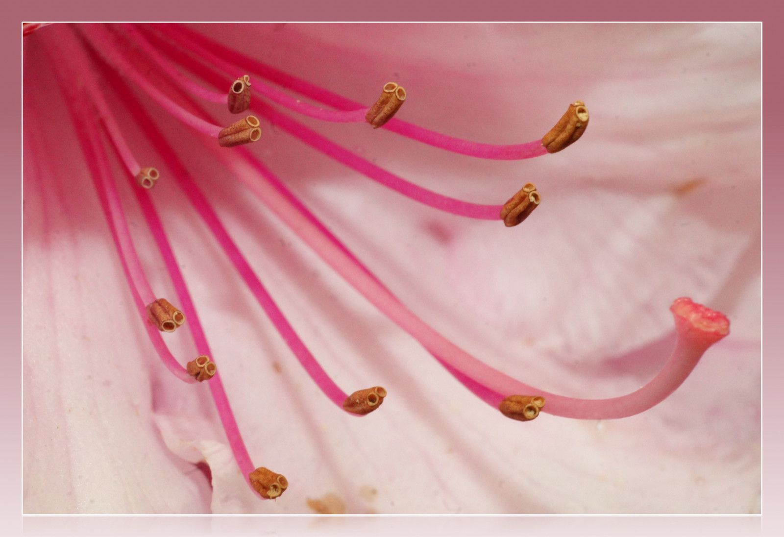 Blume, Makro, Schottland, Sony, Rhododendron, Alpha, 1001nächte, A550, Spiritofthenature