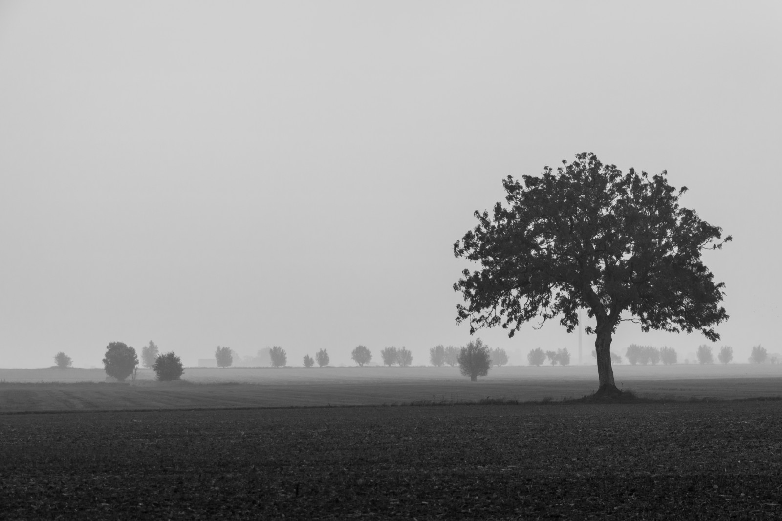krajina, černobílý, nebe, silueta, ráno, mlha, horizont, soumrak, opar, Černý a bílý, mrak, strom, mlha, počasí, svítání, rostlina, tělesné, tr d, dimma, venkov, landsbygd, s dersl tt, landskap, exif modelu canoneos760d, geocountry, Kamera aby kánon, geocity, Model fotoaparátu canoneos760d, geostate, geolocation, EXIF čočka efs18200mmf3556is, exif aby kánon, EXIF isospeed 100, exif focallength 50mm, EXIF otvor 50, atmosférický jev, Atmosféra Země, Černý a bílý, monochromatické fotografování, dřevina