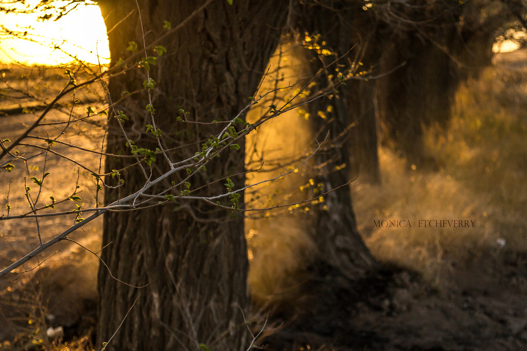 slunečnímu záření, stromy, les, Příroda, odraz, větev, slunce, Nikon, 2013, Argentina, slunce, světlo, strom, podzim, list, květ, rostlina, sezóna, naturaleza, arboles, enero, D3100, tma, luz, monicaetcheverry, zálesí, místo výskytu, přírodní prostředí, dřevina, proyecto365
