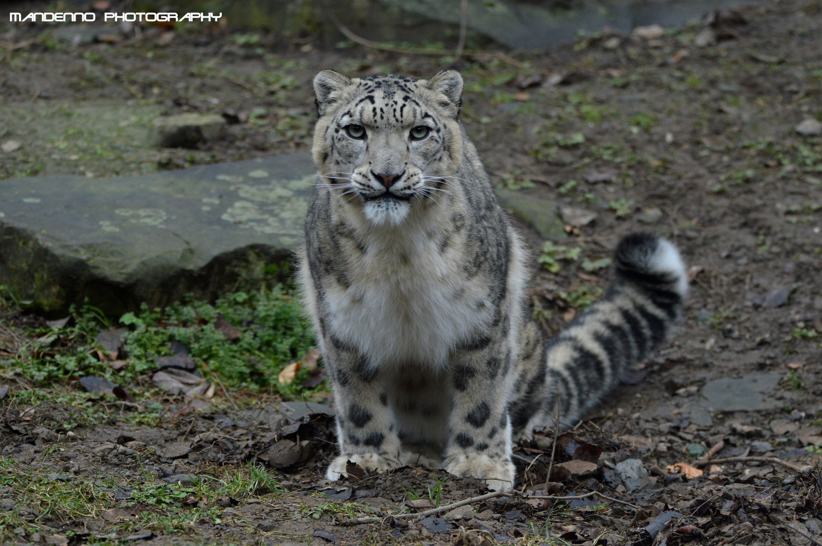 dierenpark, dierentuin, ด้อย, Duitsland, สัตว์, สัตว์, เยอรมนี, หิมะ, เสือดาว, snowleopard, koln, สวนสัตว์