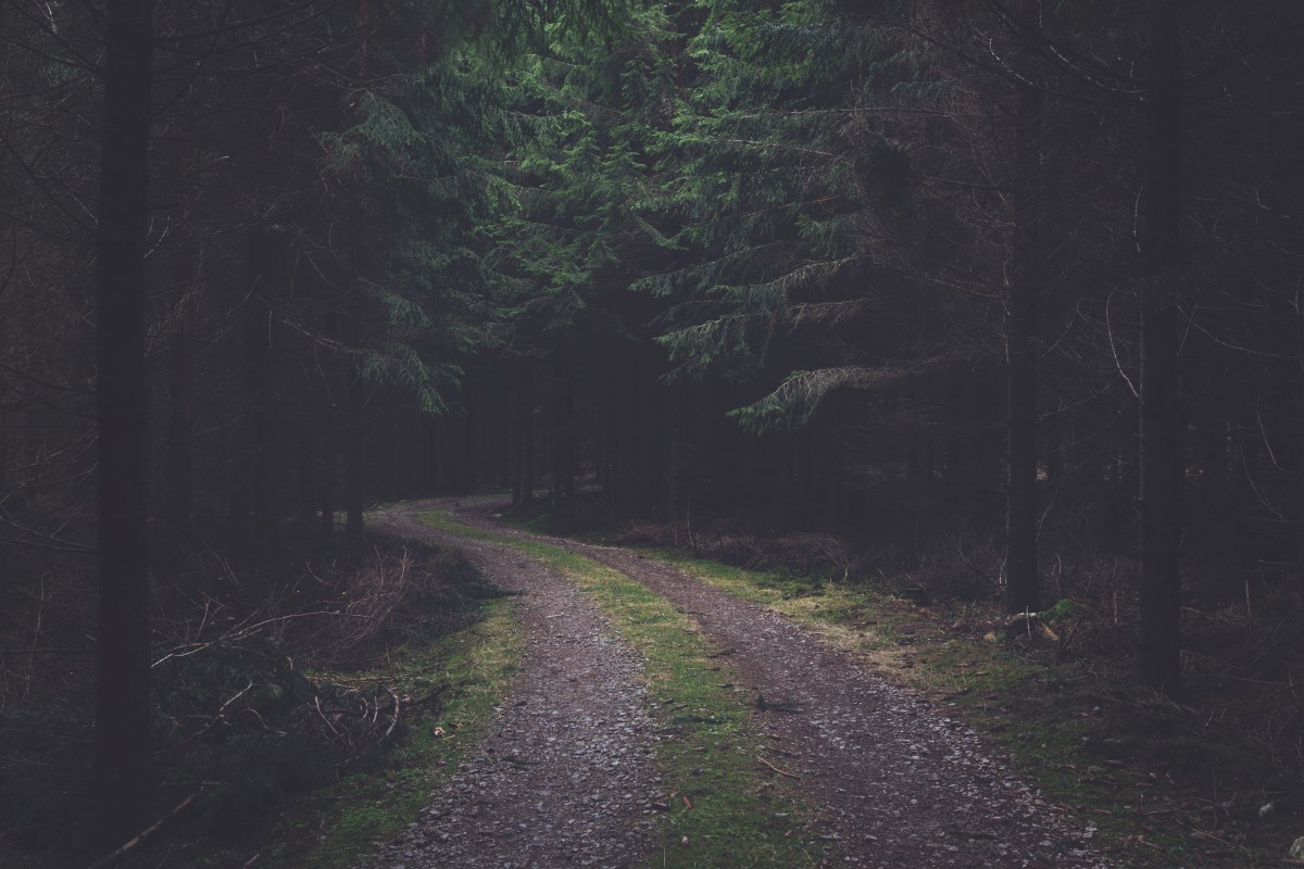 08.04.1254, Дорогу осилит идущий. Forest_dark_road_spruce-19826