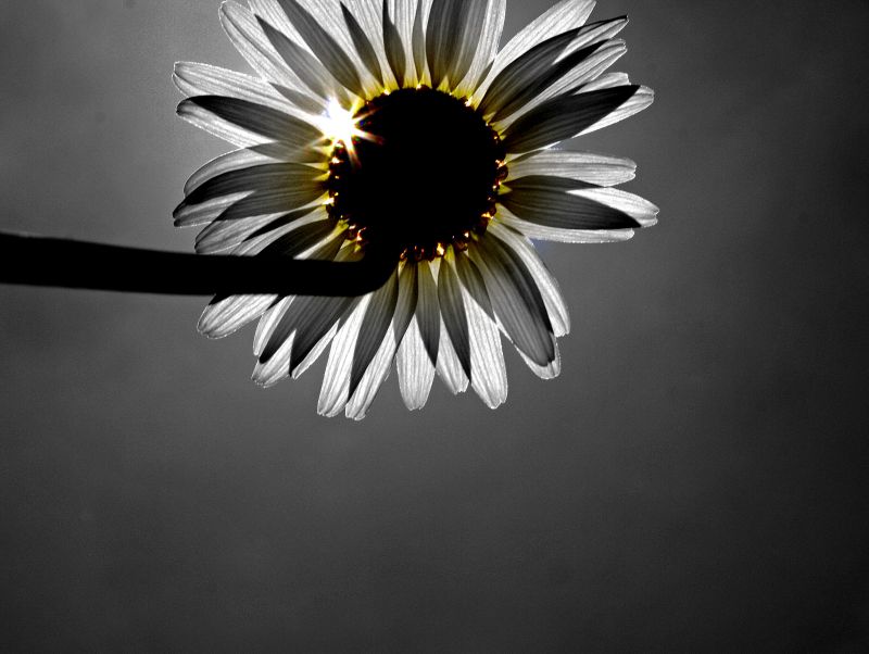 slnečnému žiareniu,žltá,Monochrome,milovať,symetria,sedmokráska