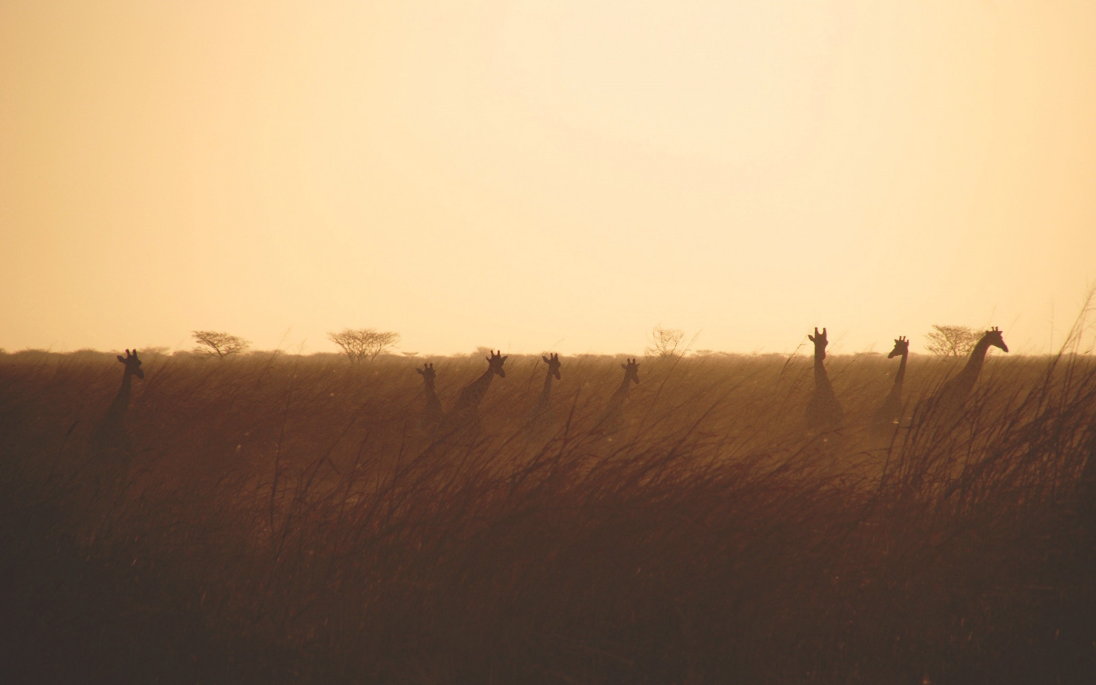sollys, landskab, dyr, solnedgang, bakke, natur, sand, Mark, giraffer, solopgang, aften, morgen, dyreliv, Sol, ørken, horisont, skumring, Sahara, Sky, daggry, almindeligt, prærie, naturligt miljø, atmosfærisk fænomen, græs familie, Lipariske landskabsform