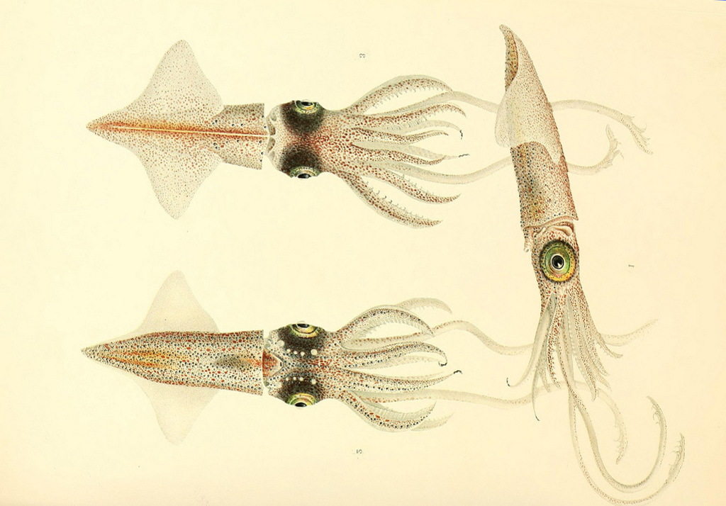 Sfondi Illustrazione Frutti Di Mare Ala Opere D Arte Invertebrato Organismo Disegni Membrana Insetto Alato Impollinatore Falene E Farfalle Sfondo Di Arte Astratta Hd Le Foto Fresche 1024x714 Px Immagini Retro Illustrazione
