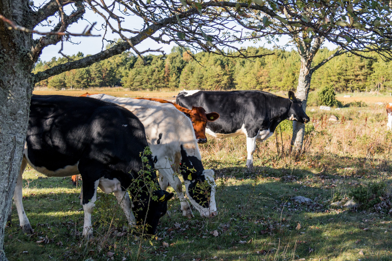 tráva, hospodařit, kráva, Býk, pastvina, exif modelu canoneos760d, geocountry, Kamera aby kánon, geocity, Model fotoaparátu canoneos760d, geostate, geolocation, EXIF čočka efs18200mmf3556is, exif aby kánon, EXIF isospeed 100, EXIF otvor 63, exif focallength 40mm, Gotland, attackfoto, ko, kovik, louka, savec, venkov, dobytek, jako je savec, pastvisko, dojnice