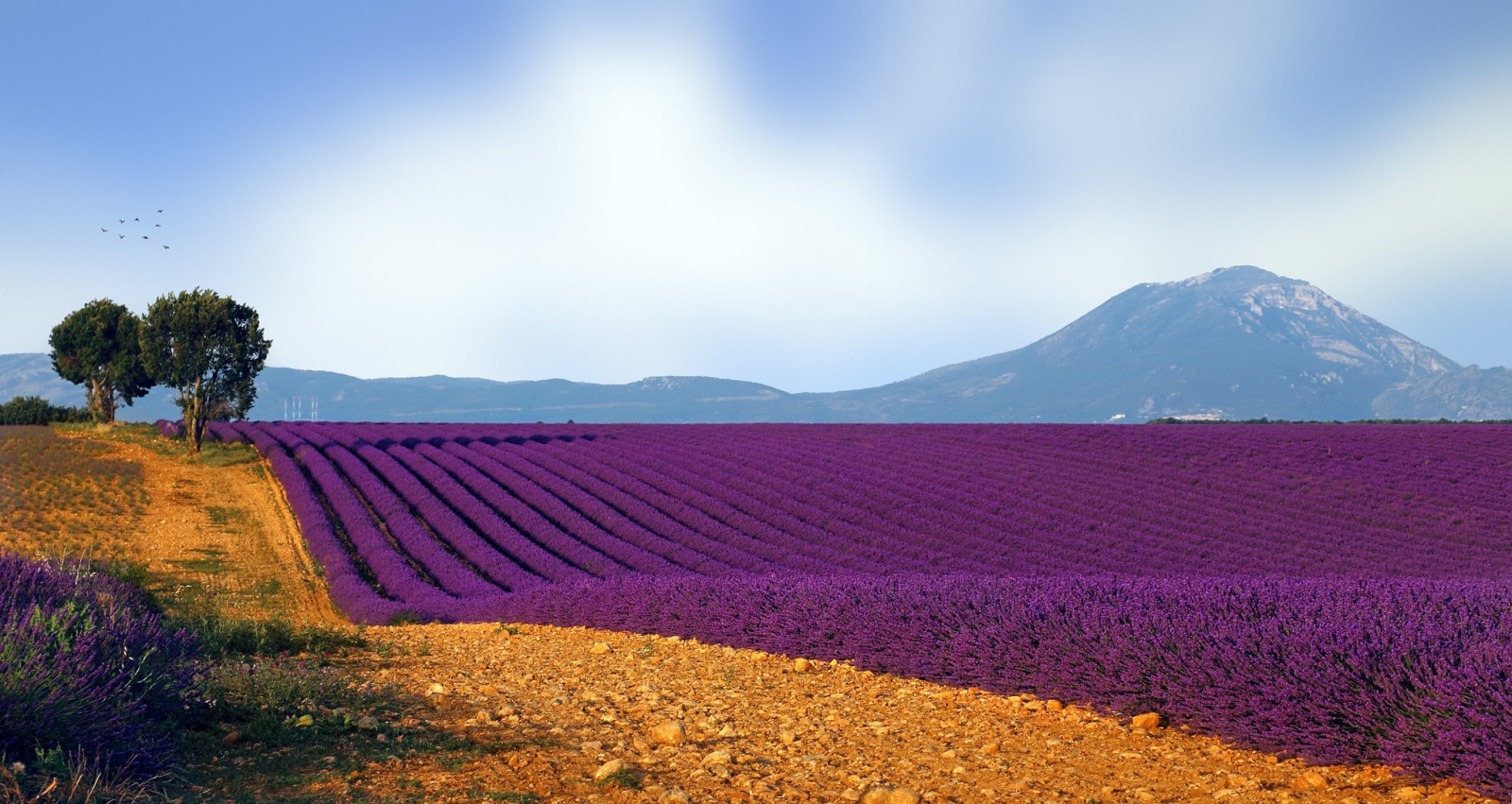 luce del sole, paesaggio, collina, natura, erba, cielo, campo, fotografia, mattina, orizzonte, lavanda, altopiano, nube, montagna, fiore, prateria, pianta, agricoltura, Fiore di campo, prateria, area rurale, impianto di terra, pianta fiorita, morfologie montane, famiglia di erba, 2048x1090 px
