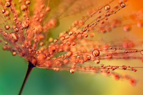 macro,water,droplet,workshop,Refraction,relfection