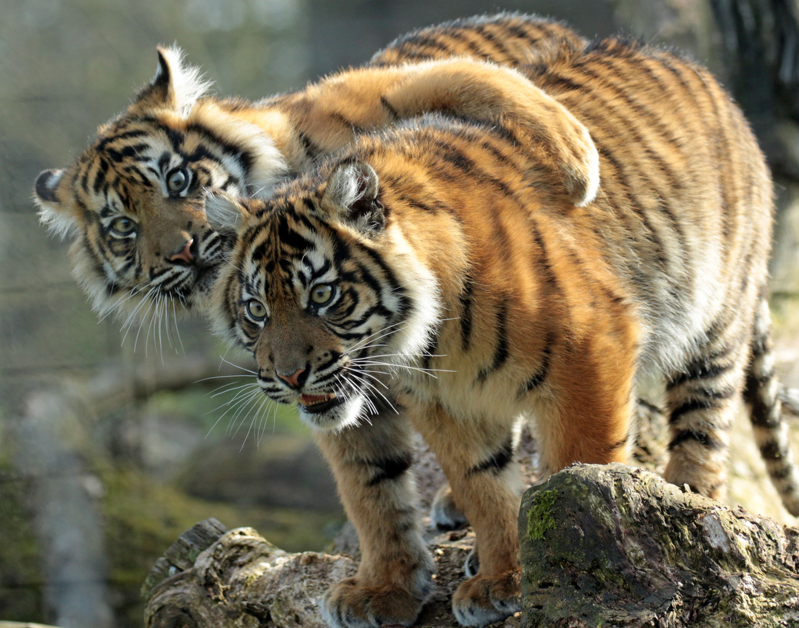 tráva, tygr, Volně žijících živočichů, velké kočky, zoologická zahrada, kníry, fauna, savec, kočka jako savci, čenich, tess, carnivoran, organismus, burgerszoo, Sumatrantiger, Tijger, Sumatraansetijger, Nonja, Pantheratigrissumatrea, terrestrial animal
