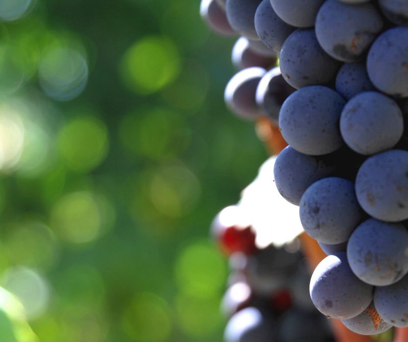 musim gugur,makro,anggur,bokeh,uva,autunno