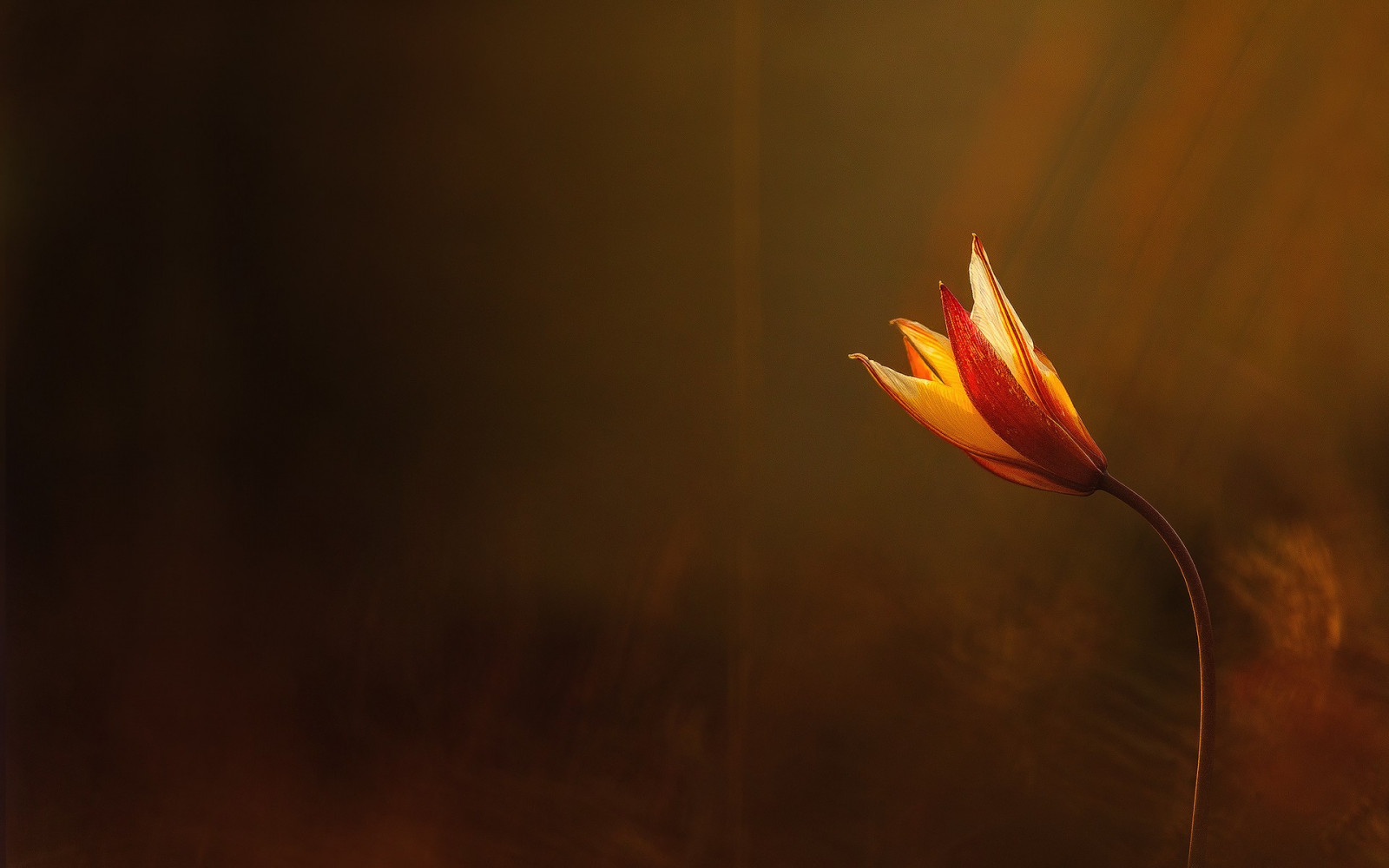 luce del sole, tramonto, fiori, rosso, riflessione, piante, fotografia, giallo, leggero, foglia, fiore, pianta, fiamma, oscurità, petalo, sfondo del computer, impianto di terra, pianta fiorita, avvicinamento, fotografia macro