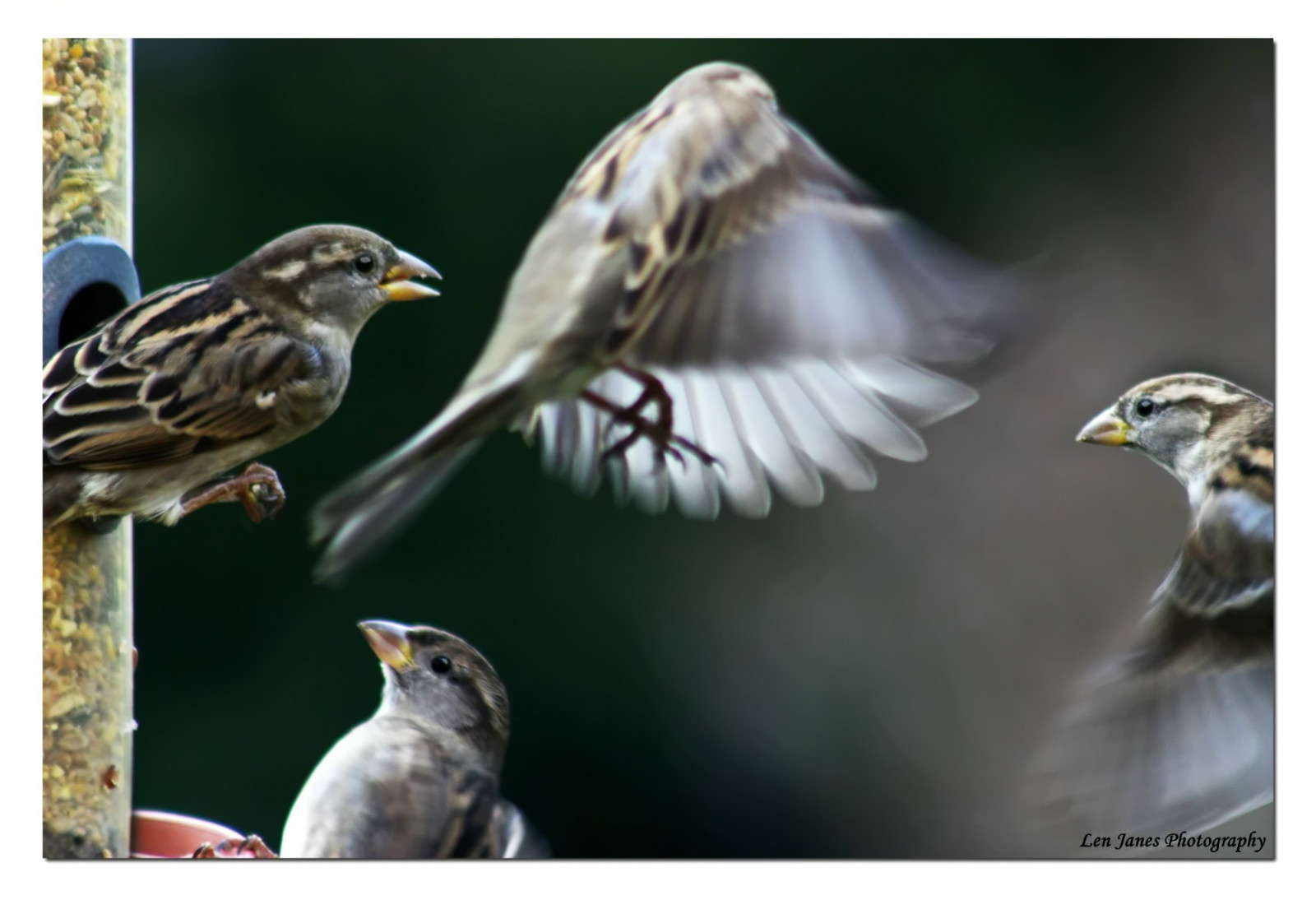 Nový, růžový, zima, Červené, divoký, letní, slunce, barva, barva, roztomilý, mužský, zelená, pták, milovat, Příroda, Krásná, zvíře, soubor, ženský, Kánon, Báječné, vlasy, myš, zajímavost, jaro, zajímavý, fantastický, Pohled, vítr, sladký, bokeh, země, scénický, Disney, posměch, Vrabec, přistát, půvabný, iQ, dech beroucí, Cvrlikání, 450D, Volně žijících živočichů, 75300, len sdiner, kvalita obrazu, comingandgoing