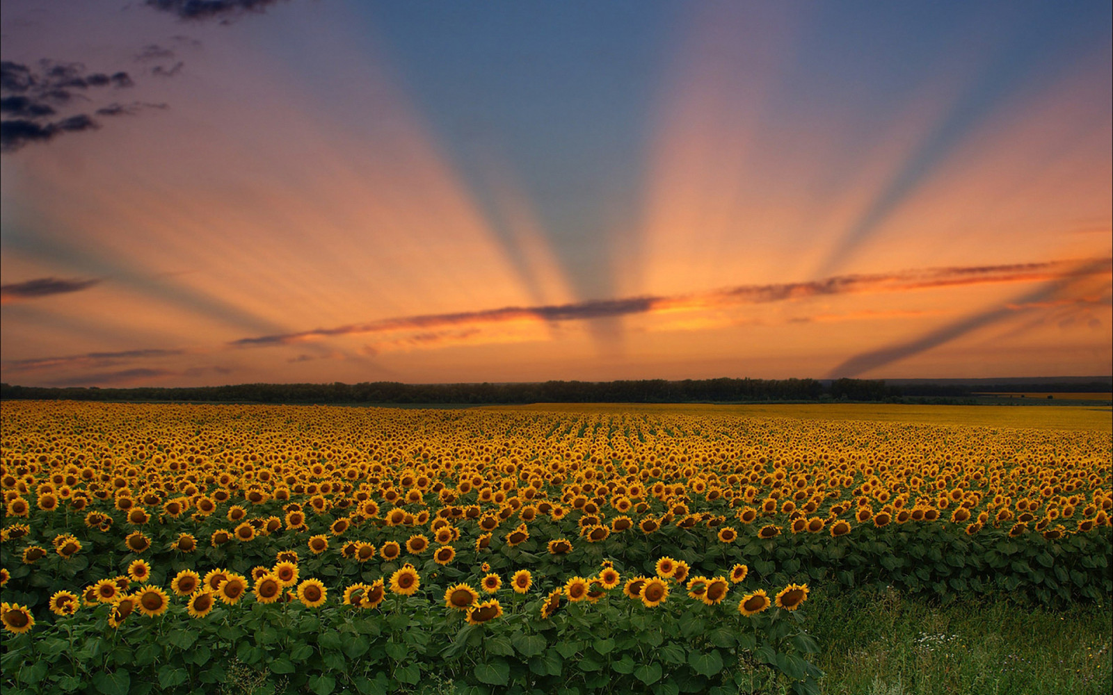 1920x1200 px, landskap, strålar, himmel, solrosor, solnedgång