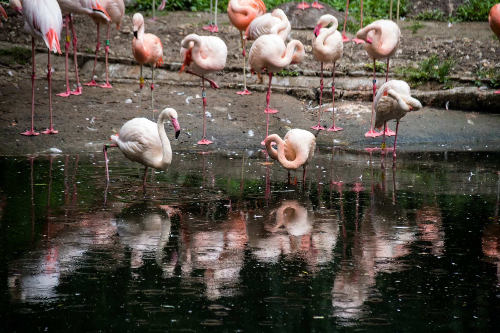 acqua, natura, riflessione, Germania, natura, Zoo, Berlino, animale, fiore, uccello, djur, Germania, deutschland, zoologischergarten, berlinszoo, fenicottero, f gel, berlinzoo, zooberlin, Djurpark, fauna, acqua uccello
