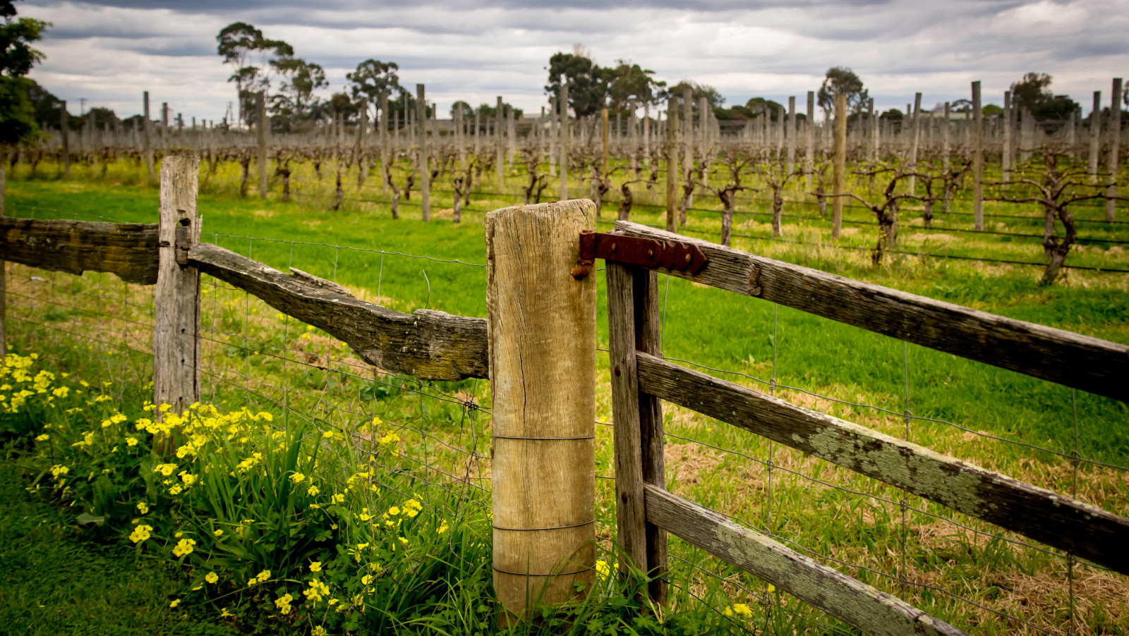 vinné sklepy, Victoria, Werribee, panské sídlo, vinná réva, víno, brána, starý, historický, krajina, Austrálie, australský, Krásná, zelená, zveřejnit, Nikon