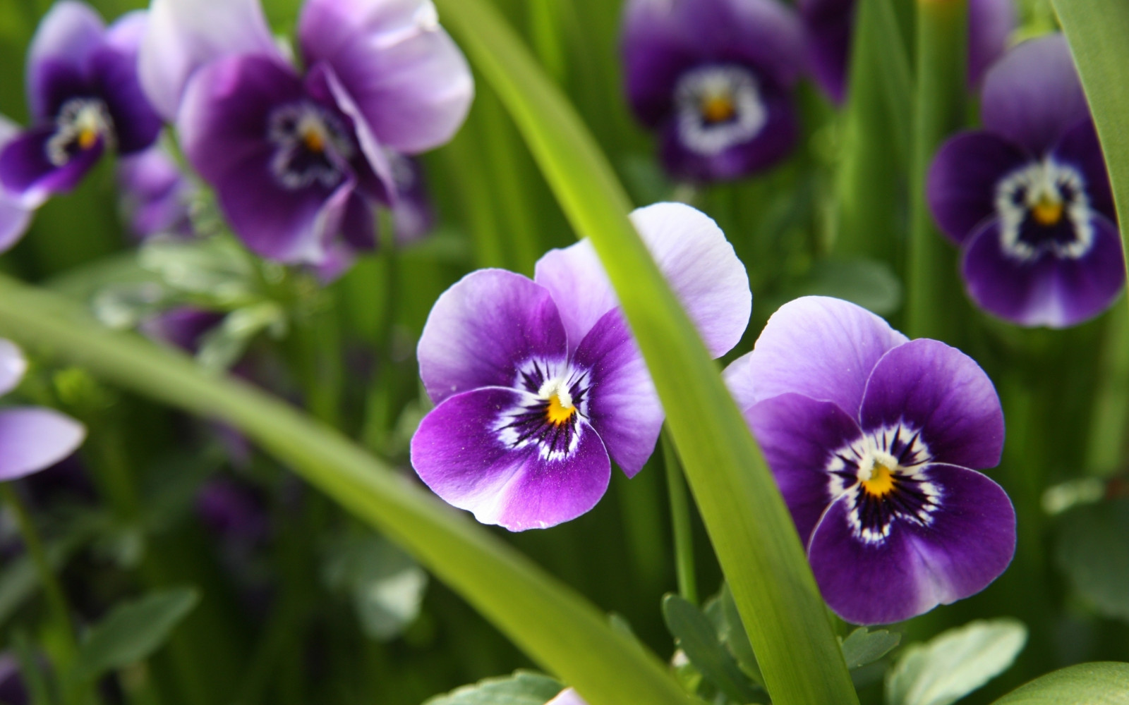 fiori, primavera, viole del pensiero, fiore, pianta, occhio, viola del pensiero, flora, petalo, viola, Fiore di campo, impianto di terra, pianta fiorita, avvicinamento, fotografia macro, famiglia viola