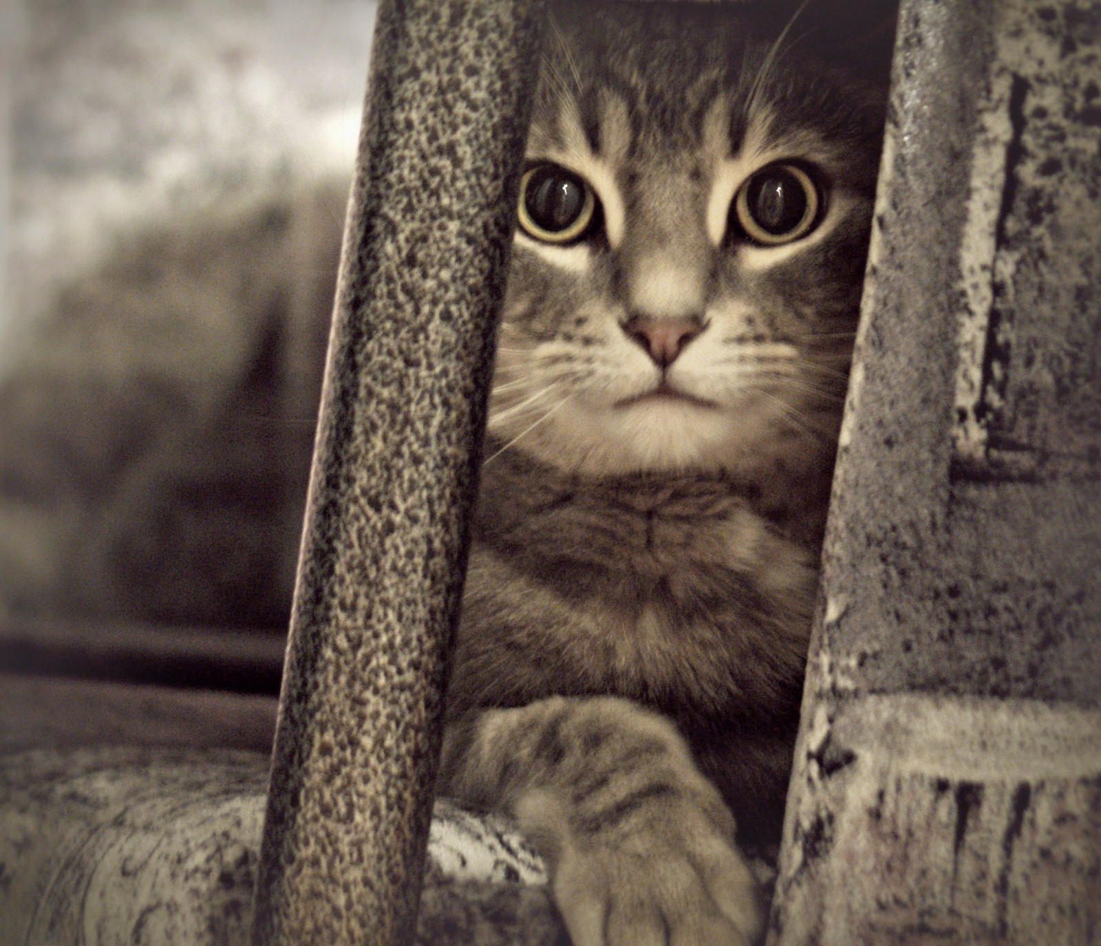 gatto, tavolo, sedia, barba, animale domestico, Gattino, animale, blinkagain, occhio, gattino, fauna, mammifero, blinksuperstars, bestofblinkwinners, bestofsuperstars, giocoso, bianco e nero, organo, avvicinamento, gatto come mammifero, grugno, di piccole e medie dimensioni gatti, carnivoran, tabby cat, zampa, gatto a pelo corto domestico, soriano, sala da pranzo, Largo, Spunky, Macey, Pawing, Grandi alunni