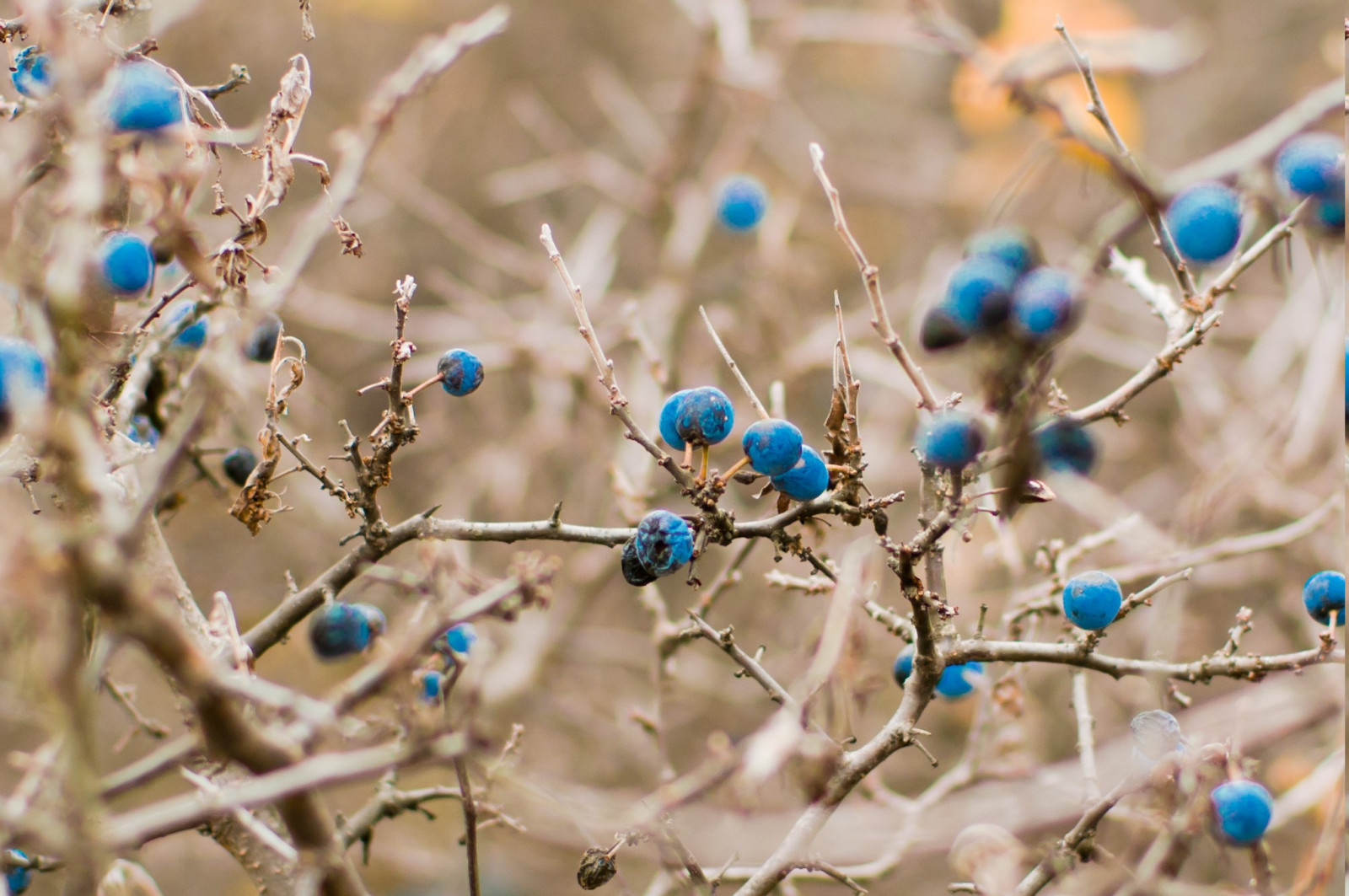 Wallpaper : 2038x1354 px, berry, kedalaman lapangan, alam, ranting ...