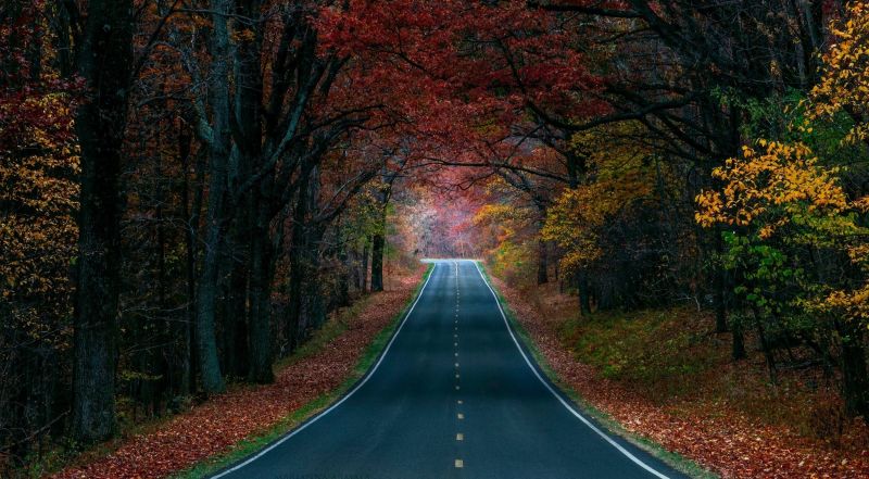 sunlight, forest, street, nature, evening, morning sunlight, forest, street, nature, evening, morning