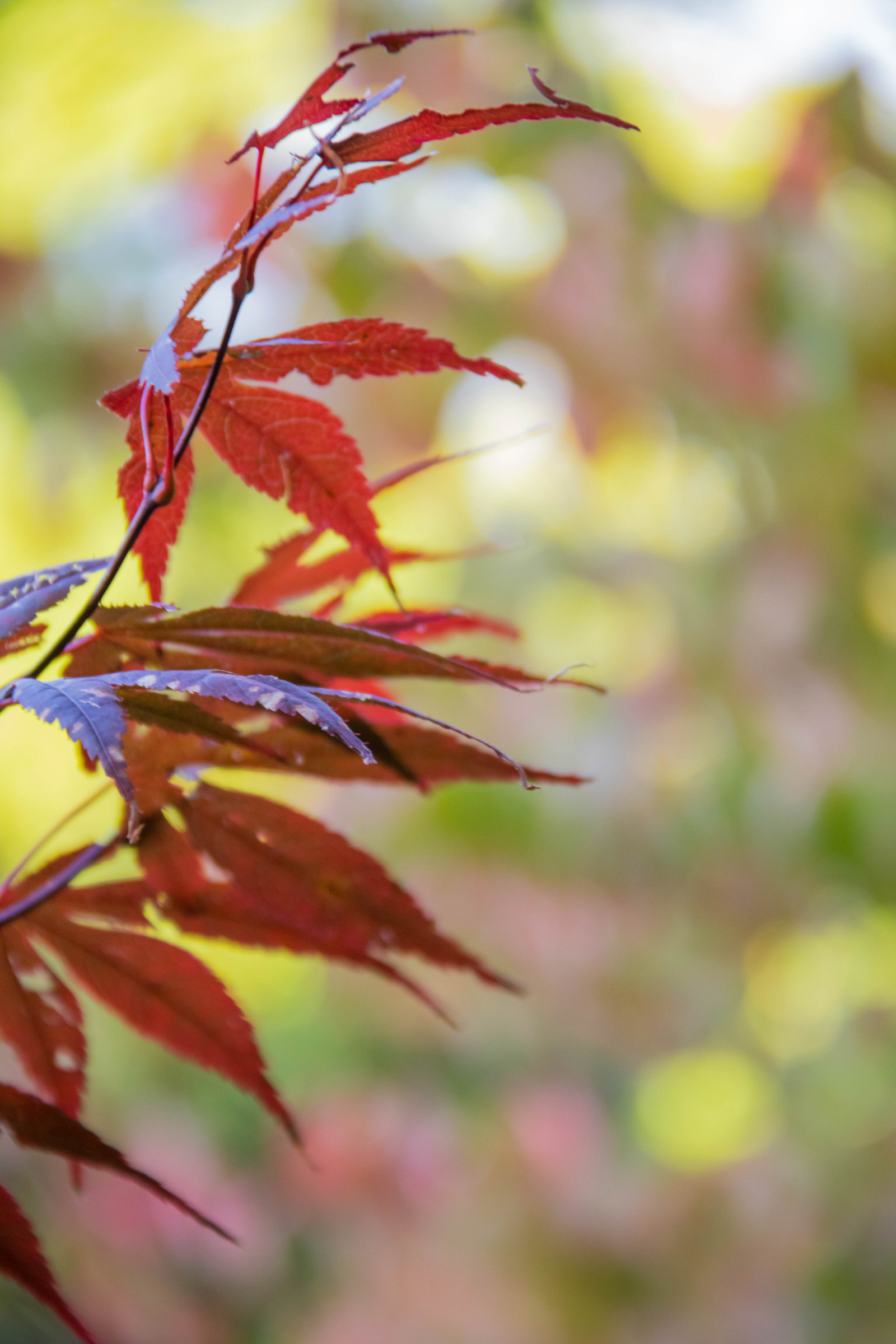 slunečnímu záření, zahrada, Příroda, Červené, větev, zelená, žlutý, květ, strom, podzim, list, květ, rostlina, sezóna, flóra, Lund, botaniskatr dg rden, Botanická zahrada, okvětní lístek, Botan, T dg rd, botanika, suchozemská rostlina, kvetoucí rostlina, dřevina, zblízka, keř, makro fotografie, závod stonek, javor, Javorový list