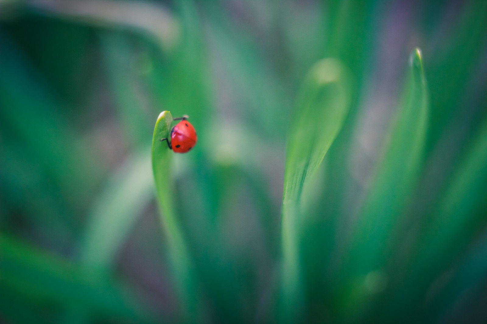 jenna, makro, grøn, græs, Zeiss, 35MM, Canon, have, insekt, forår, bokeh, Sorin, Carl, Rumænien, M42, flektogon, Bukarest, Bucuresti, Roumanie, Bucarest, F24, Mutu, 600d, mutusorin