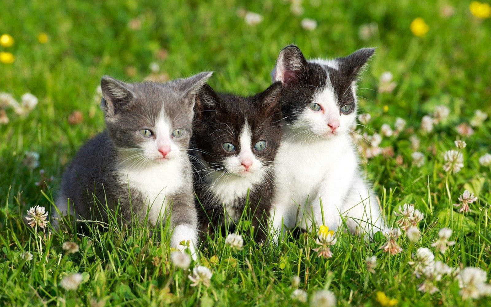 Wallpaper grass, kittens, whiskers, kitten, three, fauna, spotted