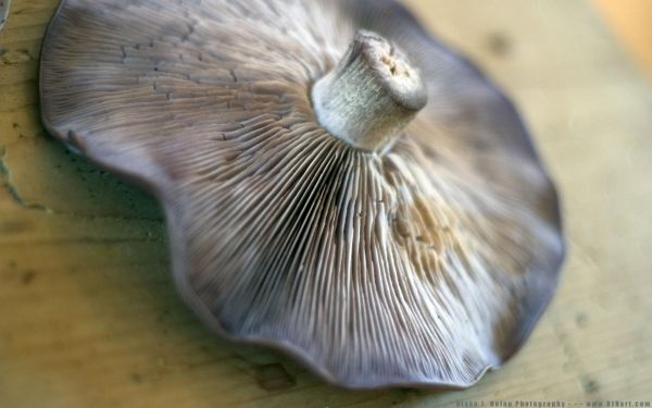 mushroom,oyster mushroom,background,blur,close up,macro photography