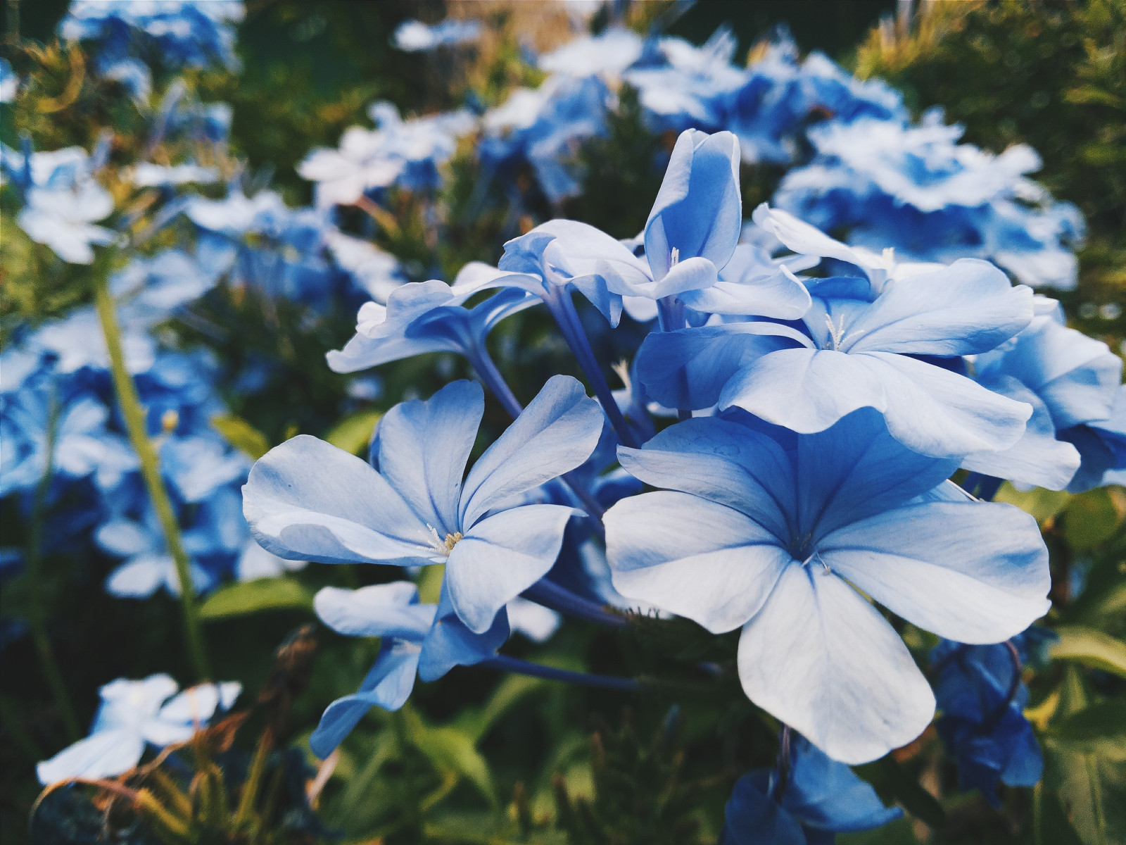 Wallpaper flowers, blue, blossom, flora, petal, wildflower, botany