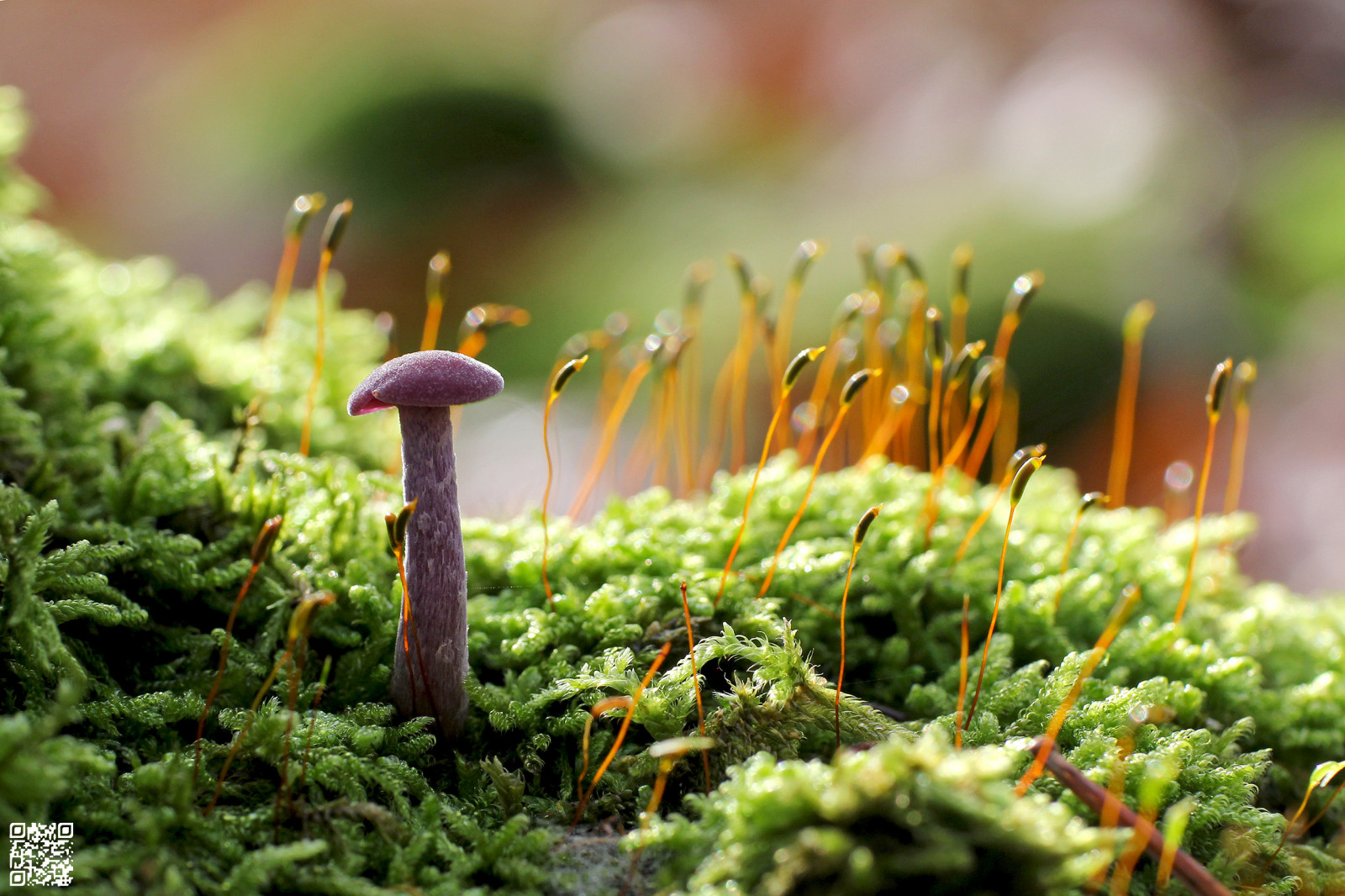 oranžový, houba, automne, Kánon, fialový, vert, lišejník, 78, Foret, žampión, pěna, Sqy, Yvelines, Vlhké